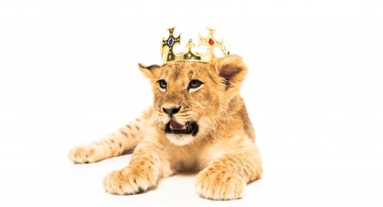Frasi Re leone