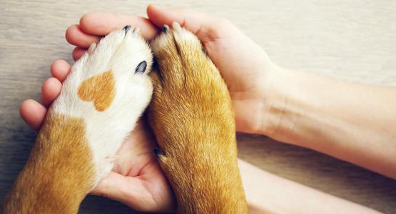 Frasi sugli animali