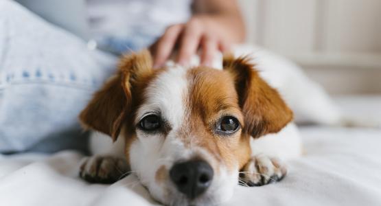 Frasi sui cani