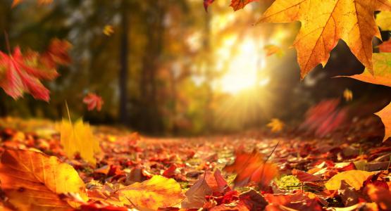Frasi sull'autunno