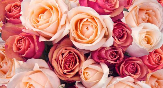 Frasi sulle rose