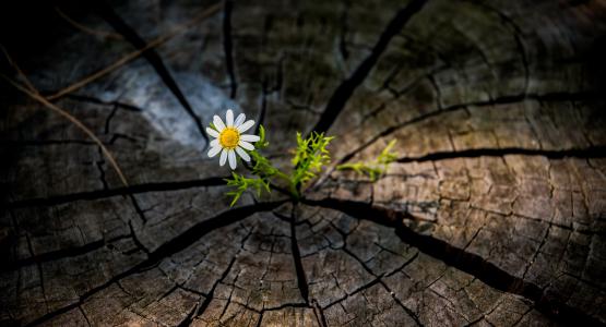 Resilienza frasi
