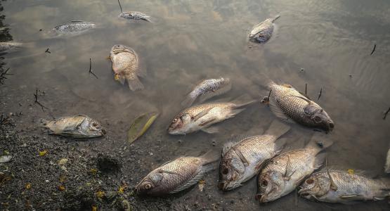Sognare animali morti