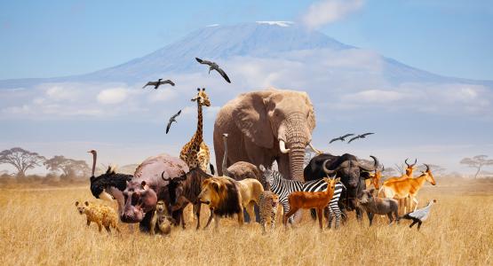 Sognare animali