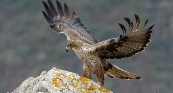 Sognare aquila