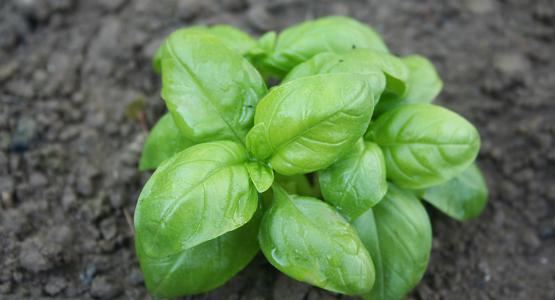 Sognare basilico