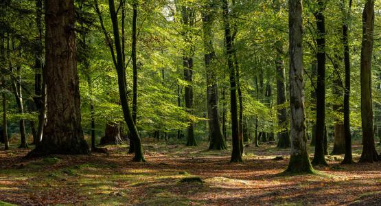 Sognare bosco