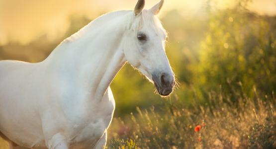 Sognare cavallo bianco