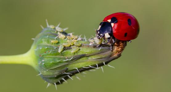 Sognare coccinelle