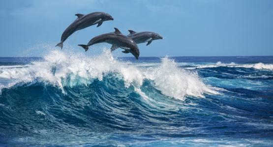 Sognare Delfini