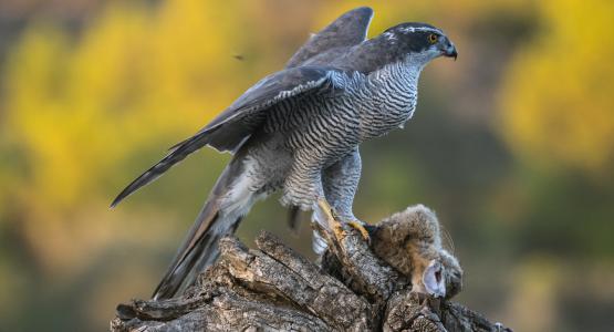 Sognare falco
