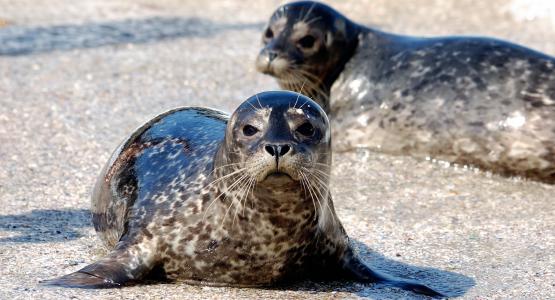 Sognare foca