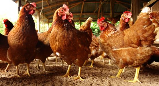 Sognare galline