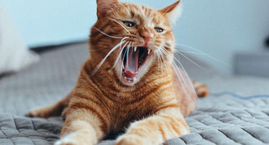 Sognare gatto che parla