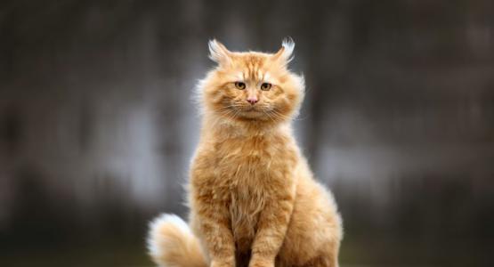 Sognare gatto rosso