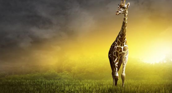 Sognare giraffa