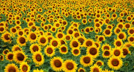 Sognare girasoli