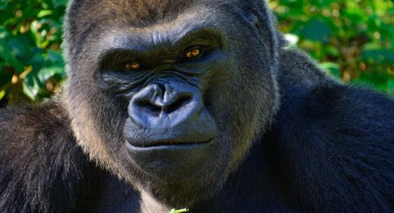 Sognare gorilla
