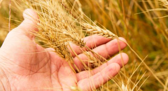 Sognare grano