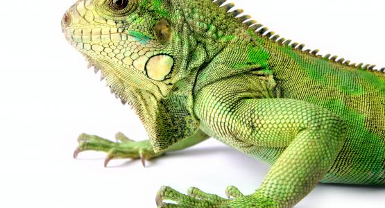 Sognare iguana