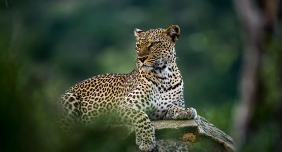 Sognare leopardo