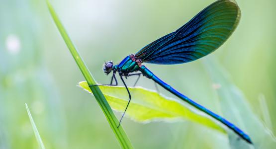 Sognare libellula