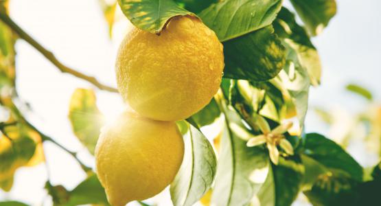 Sognare limoni