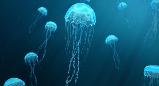 Sognare meduse