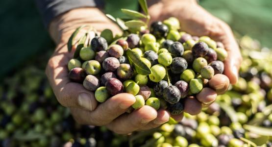 Sognare olive