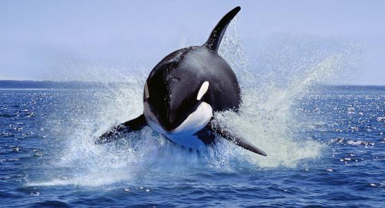 Sognare orca