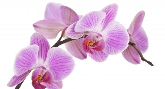 Sognare orchidee