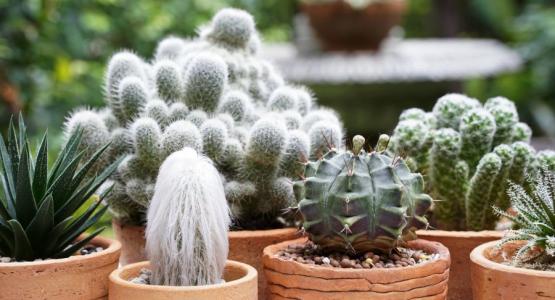 Sognare piante grasse