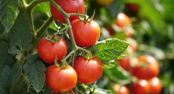 Sognare pomodori