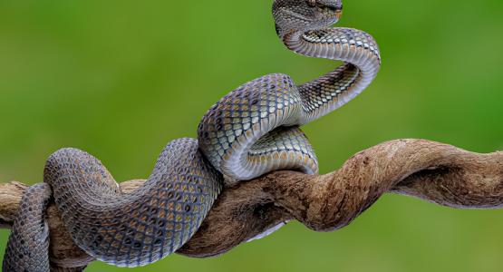 Sognare Serpenti